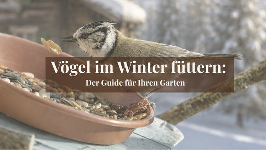 Vögel im Winter richtig füttern – Guide zur Vogelfütterung im eigenen Garten