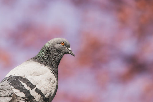 Taube vor pinkem Hintergrund