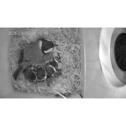 Vogel Nistkasten mit Kamera - Vogelmutter hält Ihre Babies warm