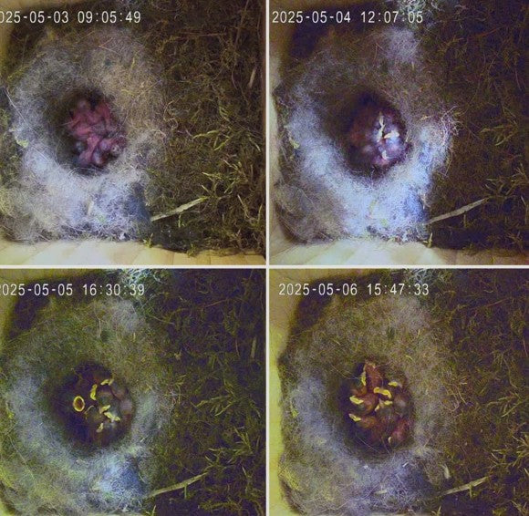 Küken im Vogel Nistkasten mit Kamera im - Vier Bilder, wie die Küken langsam größer werden