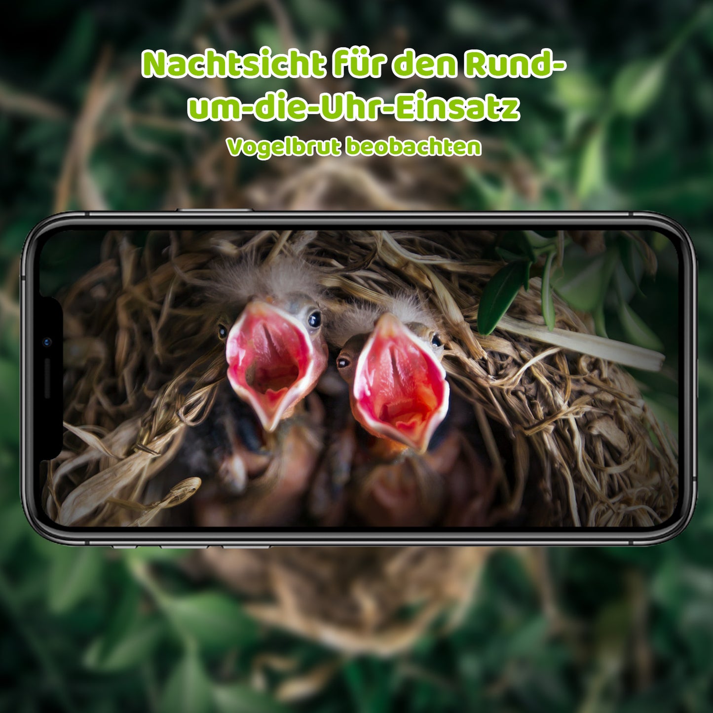 Smartphone-Display mit Livebild von zwei hungrigen Jungvögeln mit geöffneten Schnäbeln im Nest, Werbung für Nachtsichtkamera im Vogelhaus