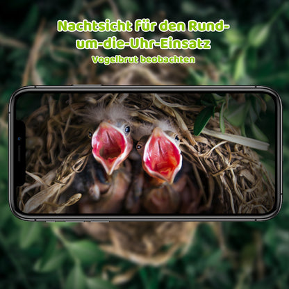 Smartphone-Display mit Livebild von zwei hungrigen Jungvögeln mit geöffneten Schnäbeln im Nest, Werbung für Nachtsichtkamera im Vogelhaus