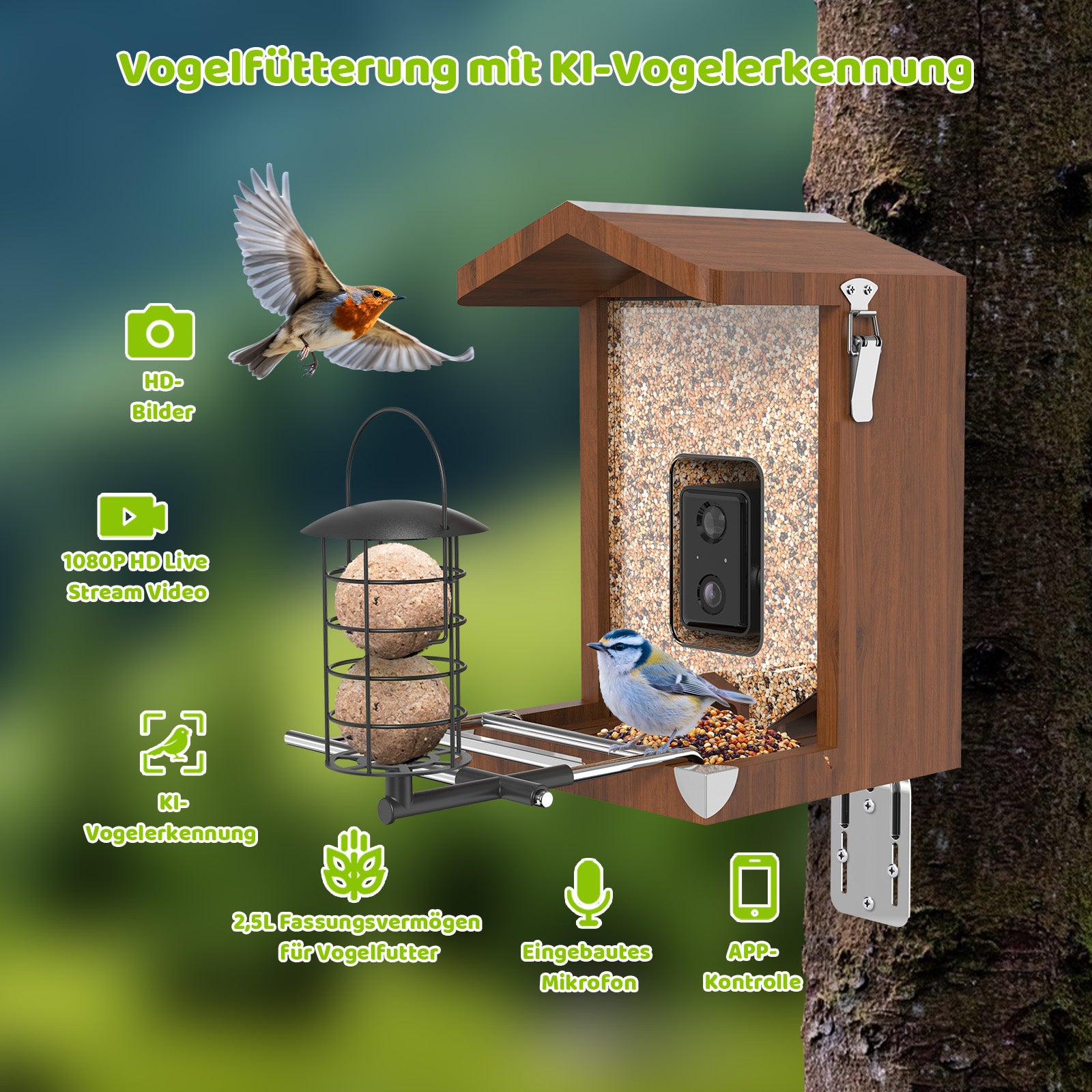 Holz-Vogelhaus mit integrierter Kamera an Baum montiert, Körnerfutter und Meisenknödelhalter, Blaumeise am Futterplatz und Rotkehlchen im Flug