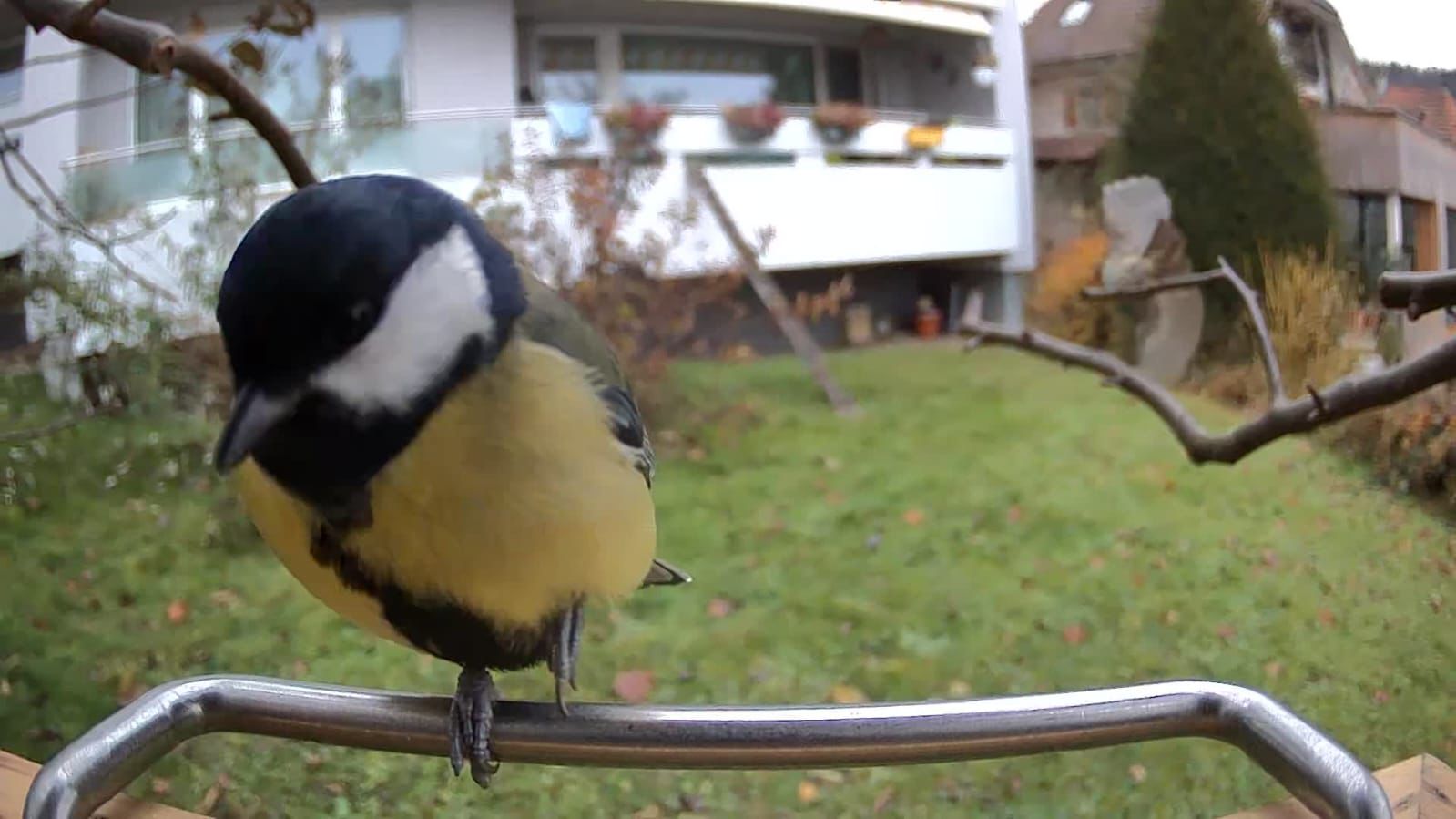Vogelfutterhaus mit Kamera - Meise sitzt auf Sitzstange