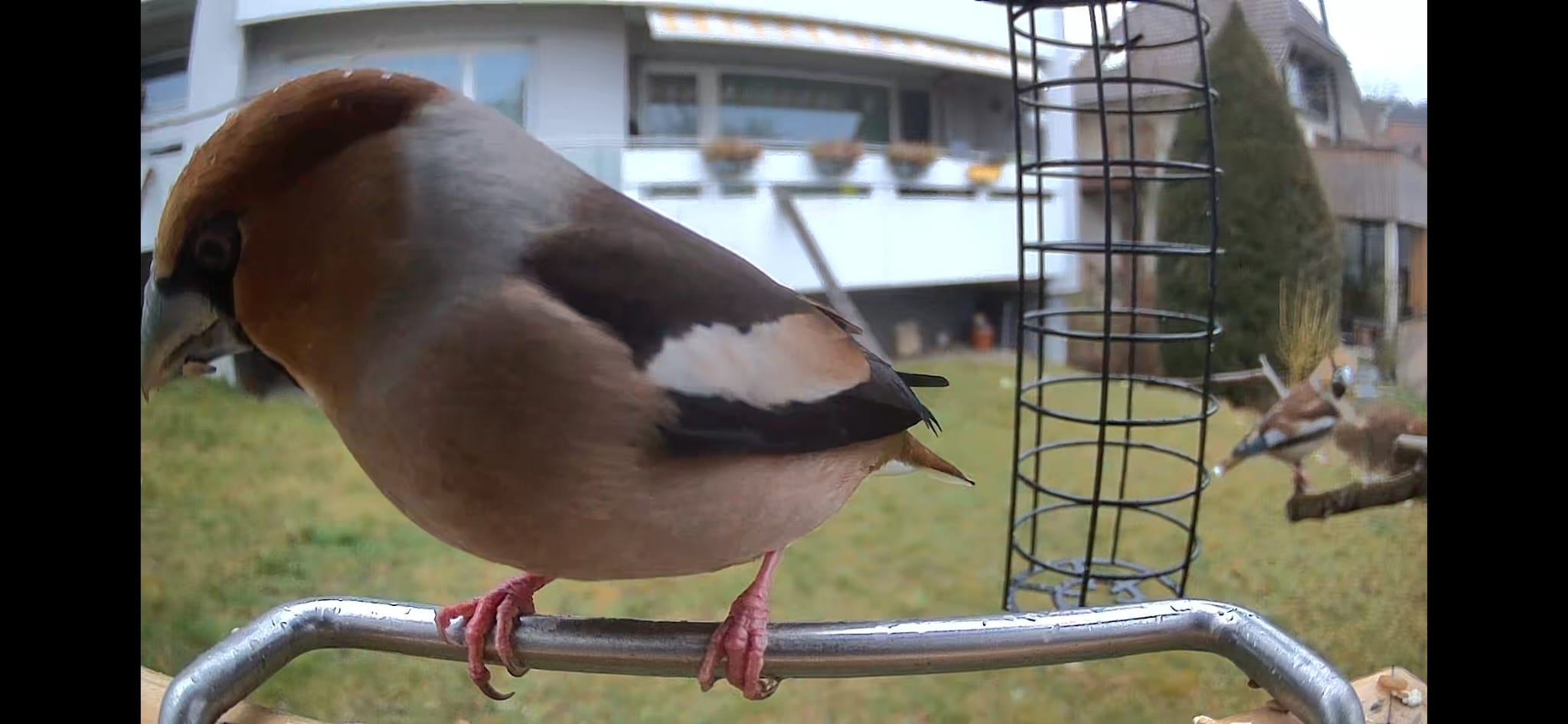 Kernbeißer am Vogelfutterhaus mit Kamera in der Seitenansicht