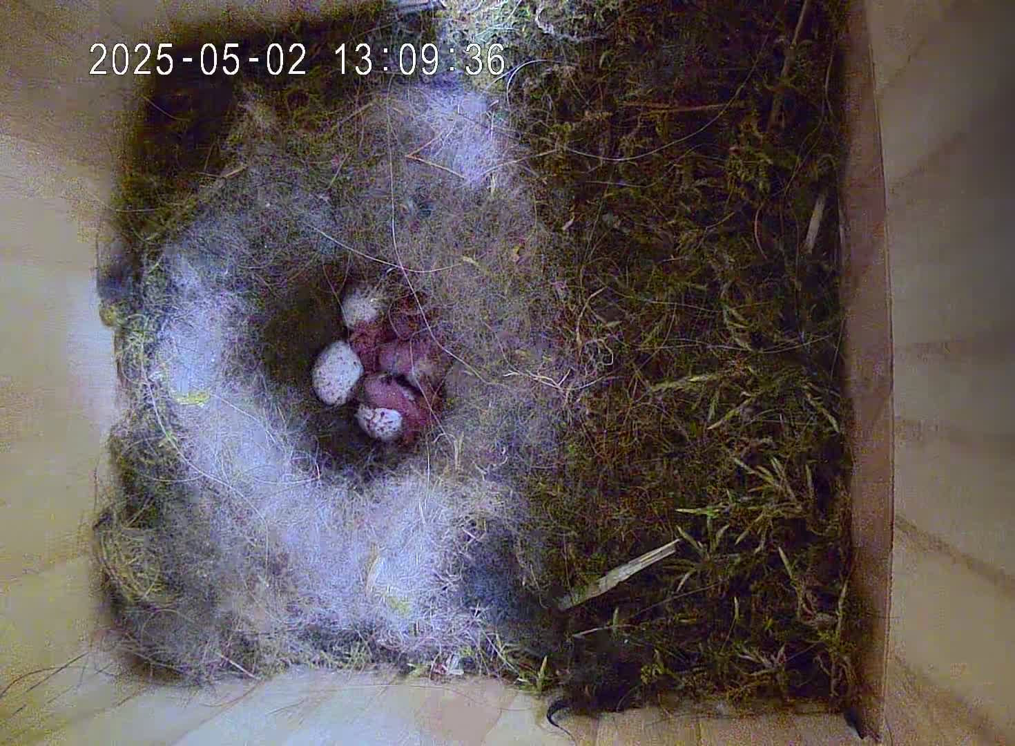 Vogel Nistkasten mit Kamera - Küken schlüpfen aus Eiern