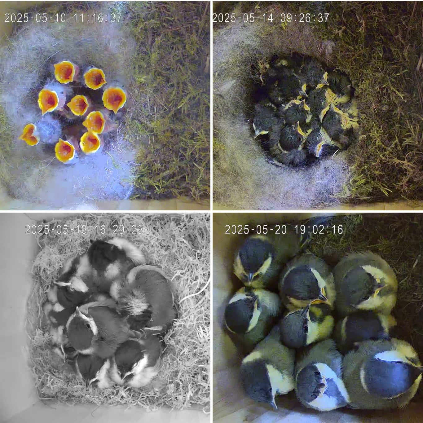 Vogel Nistkasten mit Kamera - Küken wachsen im Nest