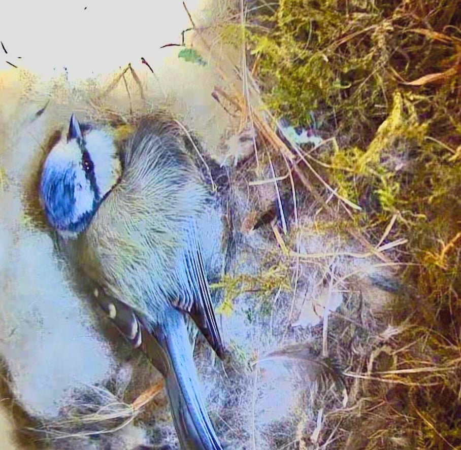 Vogel Nistkasten mit Kamera - Vogel brütet Eier