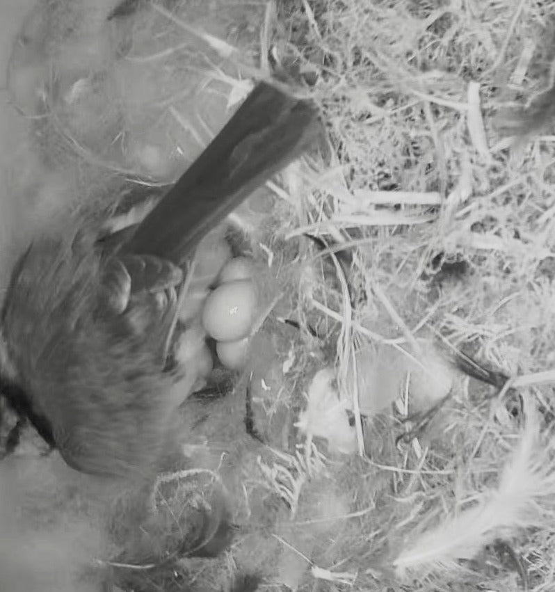 Vogel Nistkasten mit Kamera - Vogelmutter legt Eier