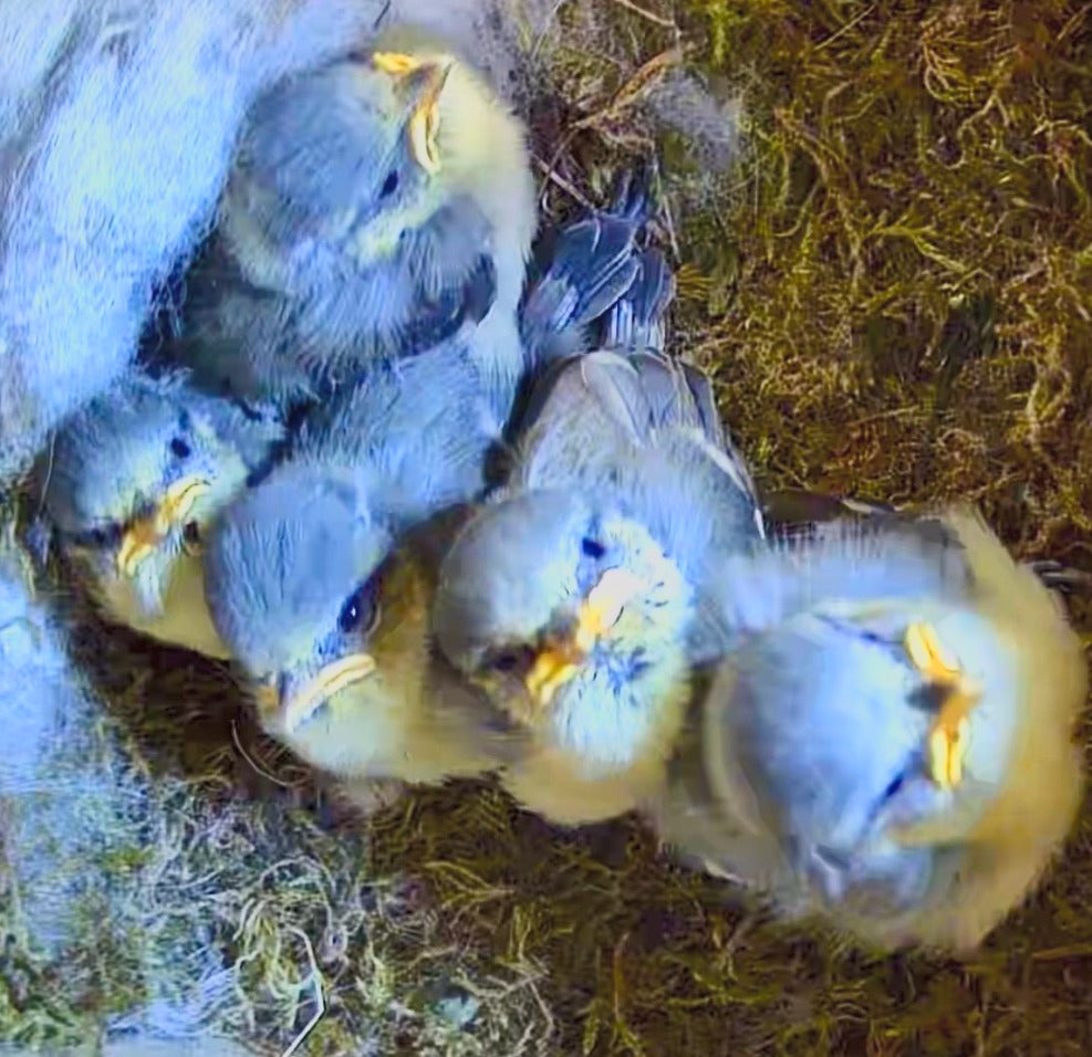 Vogel Nistkasten mit Kamera - Küken im Nest