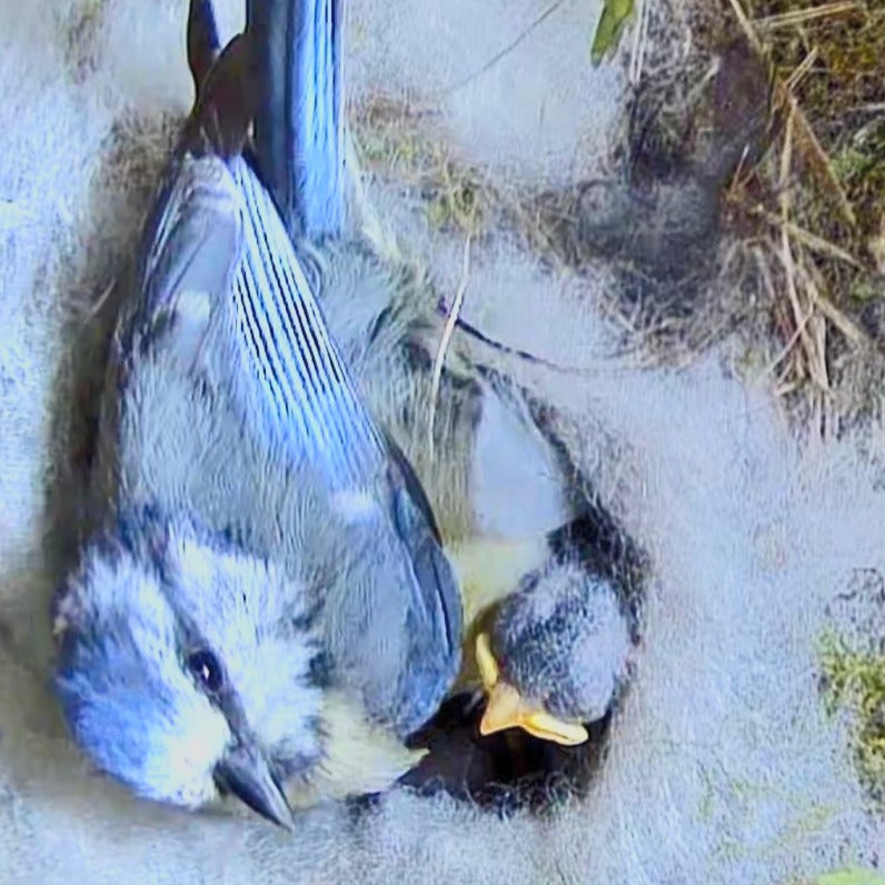 Vogel Nistkasten mit Kamera - Vogelmutter wärmt ihr junges Küken