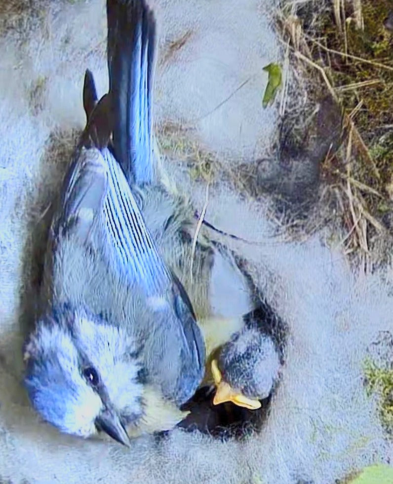 Vogel Nistkasten mit Kamera - Meise wärmt Ihr Küken im Nest
