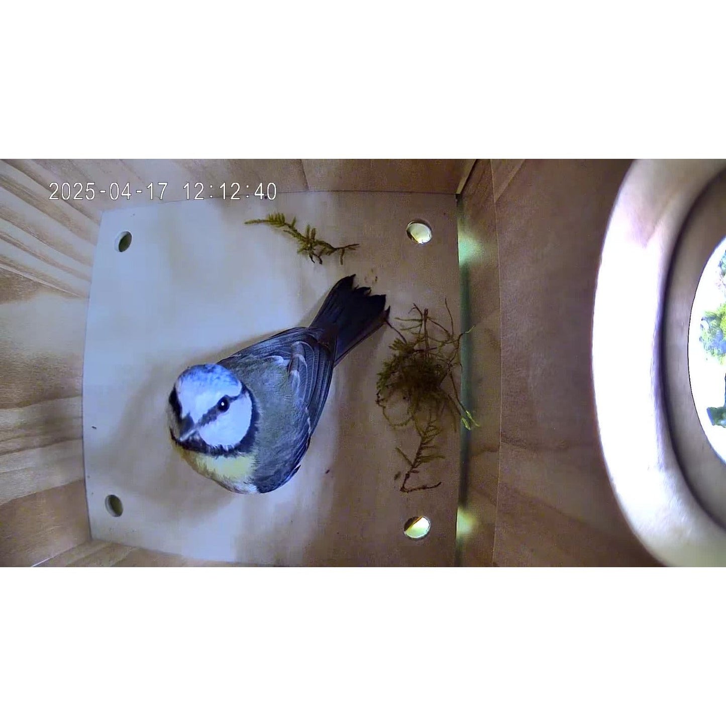 Vogel Nistkasten mit Kamera - Kleiner Vogel fängt im Nistkasten mit dem Nestbau an