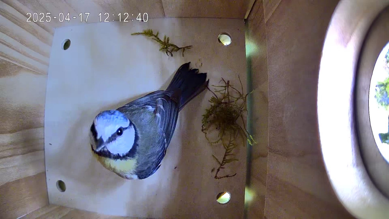 Vogel Nistkasten mit Kamera - Meise beginnt mit dem Nestbau