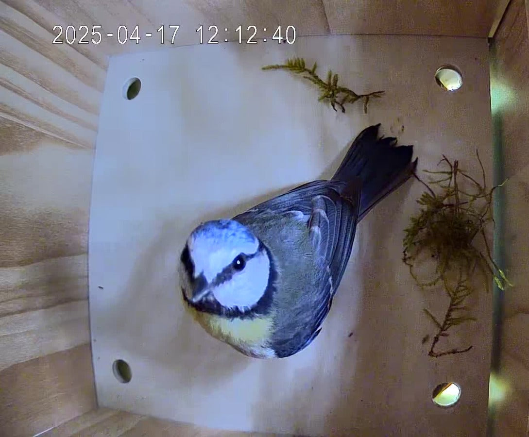 Vogel Nistkasten mit Kamera - Vogel schaut sich im Nest um