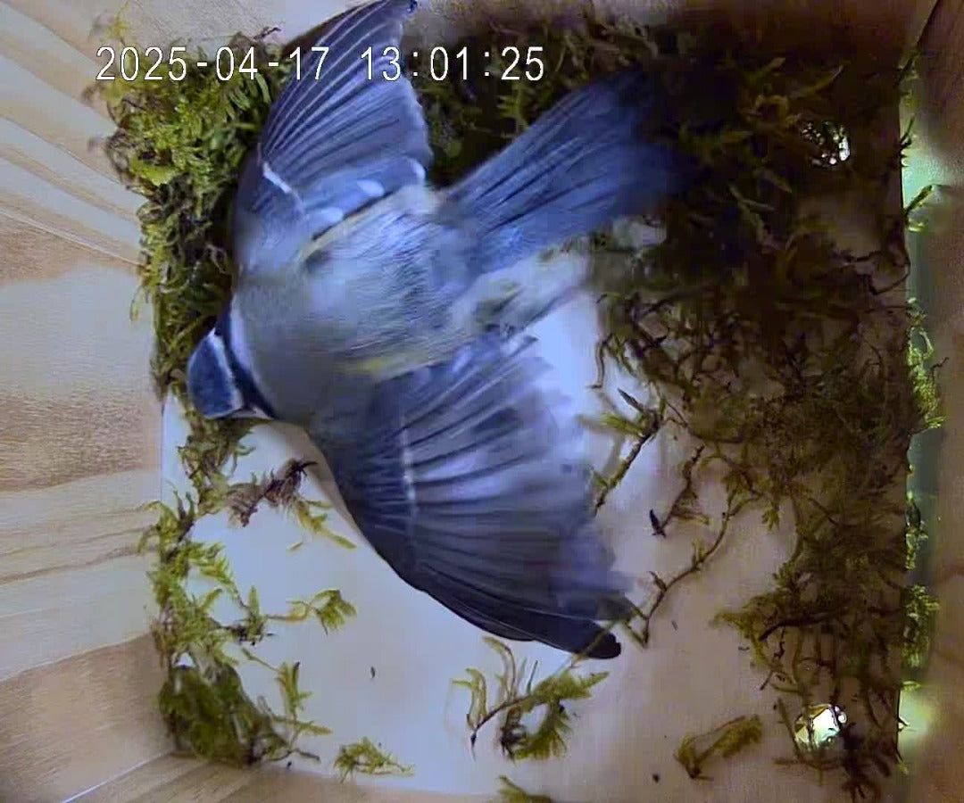 Vogel Nistkasten mit Kamera - Vogel fliegt in das Nest und arbeitet am Nestbau
