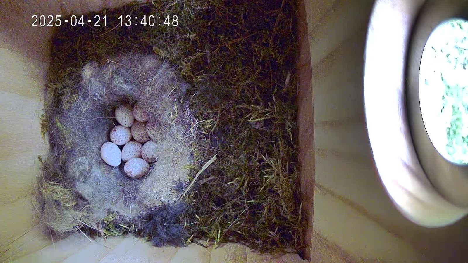 Vogel Nistkasten mit Kamera - 9 Eier liegen im Nest