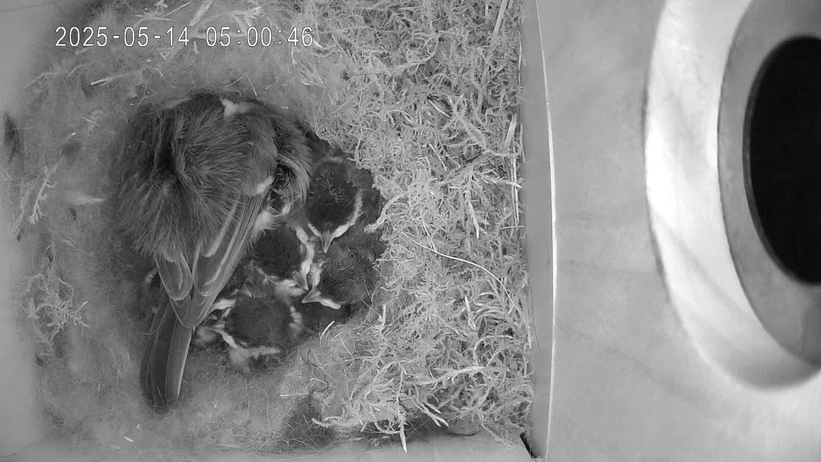 Vogel Nistkasten mit Kamera - Mutter wärmt im Nest Ihre Küken