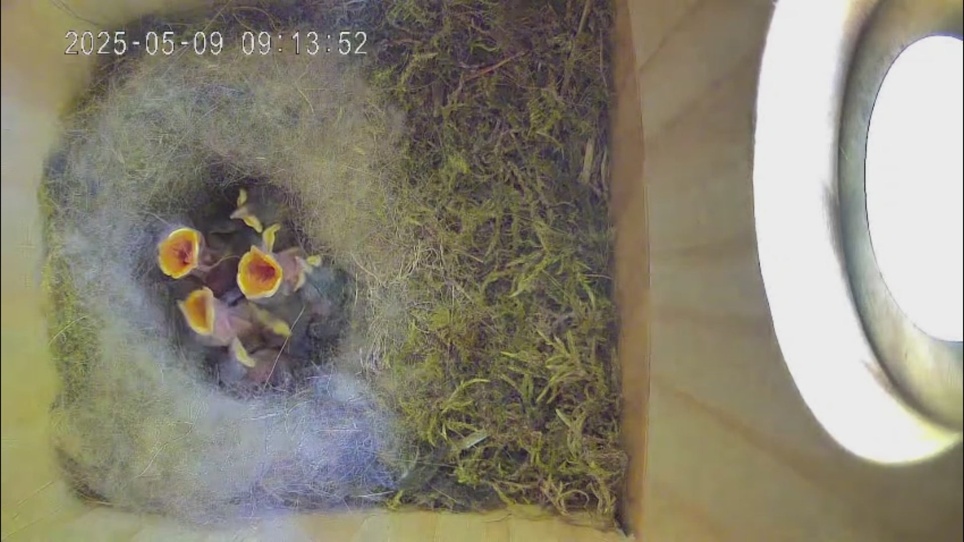 Video laden: Küken im Vogel Nistkasten warten auf ihre Mutter.