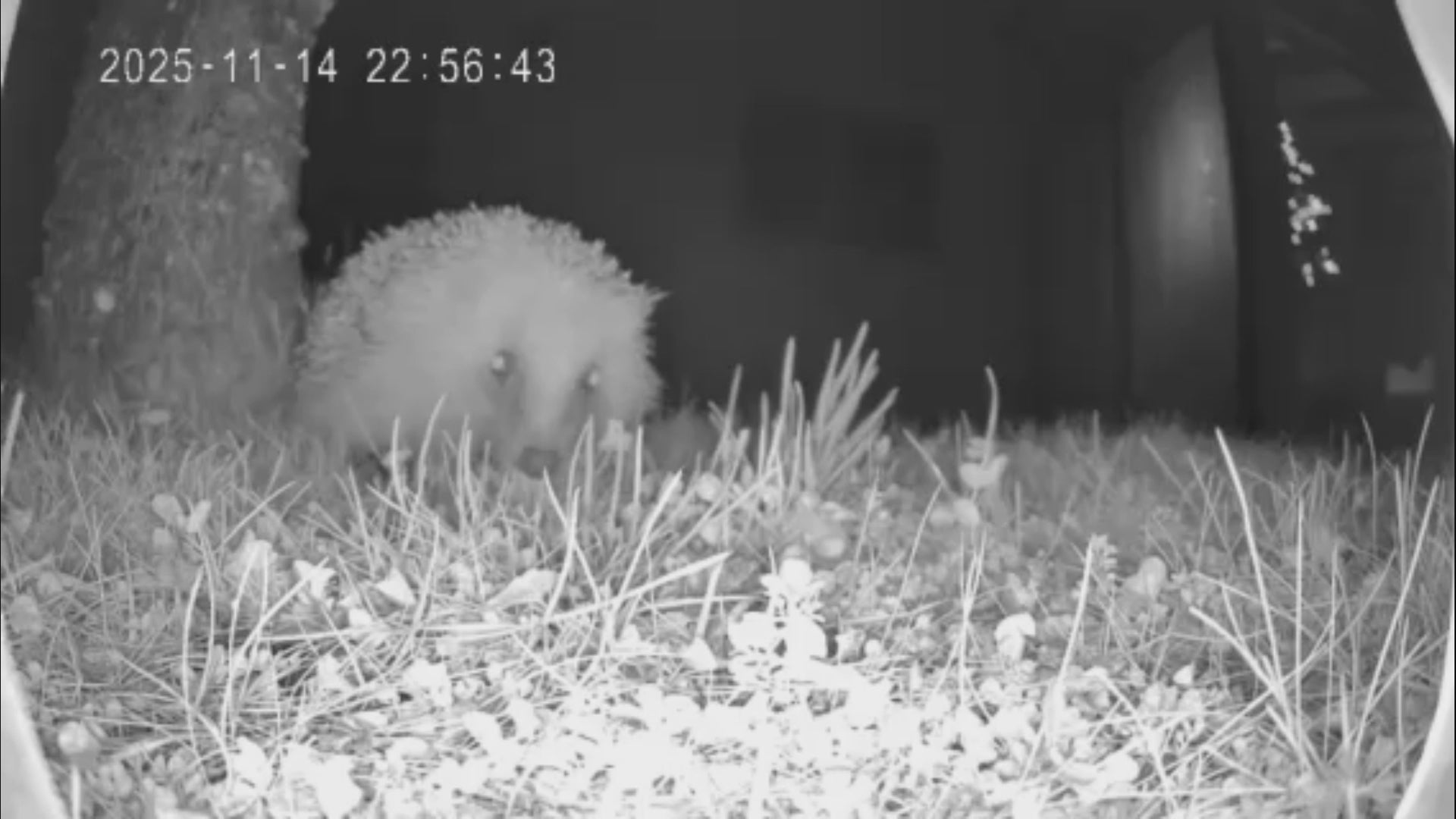 Video laden: Igel aus der Sicht einer Überwachungskamera - Der Igel streift durch den Garten und schnüffelt nach Futter