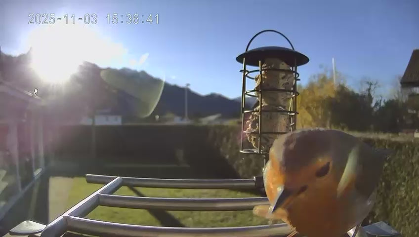 Vogel sitzt auf dem Vogelfutterhaus mit Kamera und frisst Vogelfutter - Sonniger Tag und schöner Garten im Hintergrund