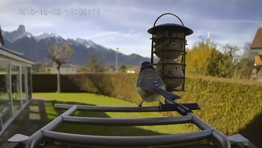 Video laden: Vogel sitzt auf dem Vogelfutterhaus und frisst etwas vom Meisenknödel