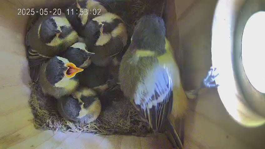Vogel Nistkasten mit Kamera - Vogel füttert seine Vogelbabies