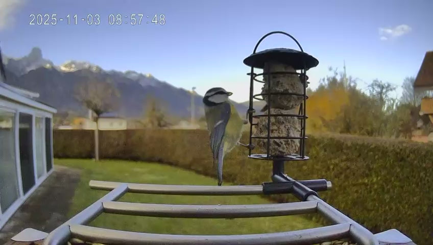 Video laden: Vogel sitzt auf dem Vogelfutterhaus mit Kamera von Vogelhaus-mit-Kamera und frisst Meisenknödel vom Meisenknödelhalter