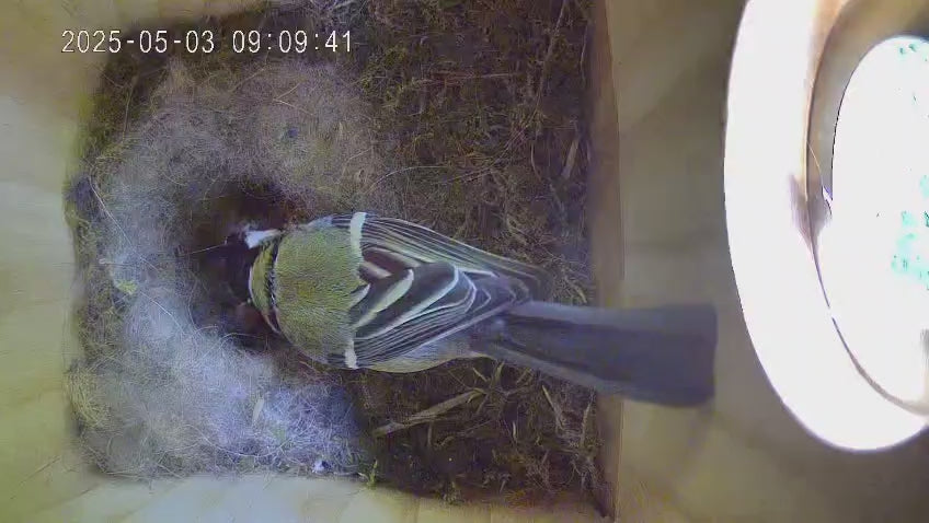 Video laden: Vogel Nistkasten mit Kamera - Innenansicht - Vogelmutter füttert Ihre Küken