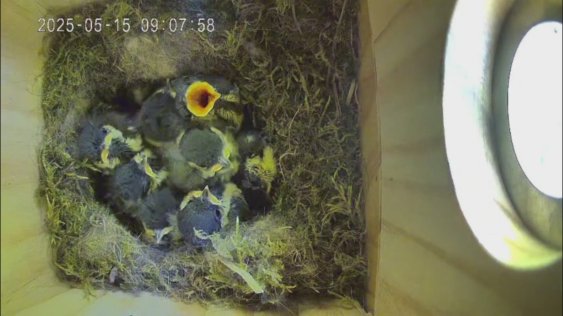 Video laden: Vogelküken sitzen im Vogel-Nistkasten und warten auf ihre Mutter.